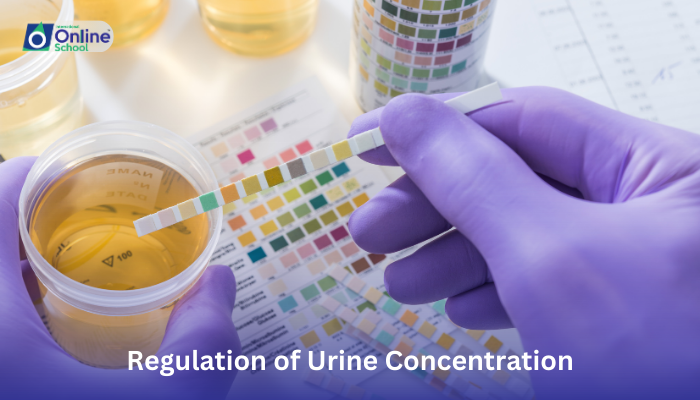 Lesson 13: Regulation of Urine Concentration
